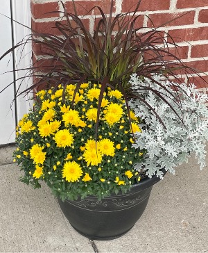 Fall seasonal outdoor planters Blooming plant
