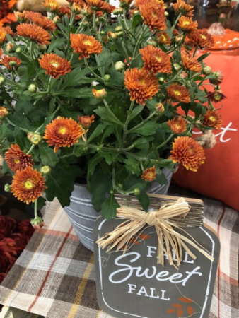 Fall Sweet Fall