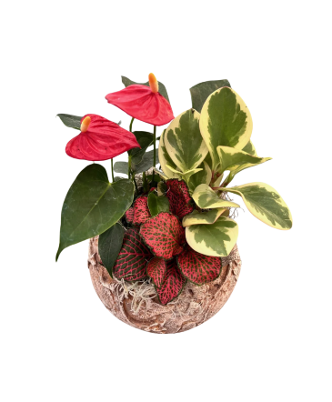 Fall Tropical Rustic Bowl House Plant in Newmarket, ON | FLOWERS 'N THINGS FLOWER & GIFT SHOP