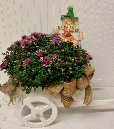Fall Wagon Mum Plant