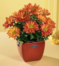 Fall with chrysanthemums