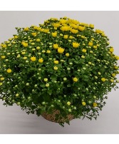 Fallin for Yellow Mums! 