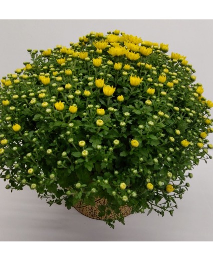 Fallin for Yellow Mums! 