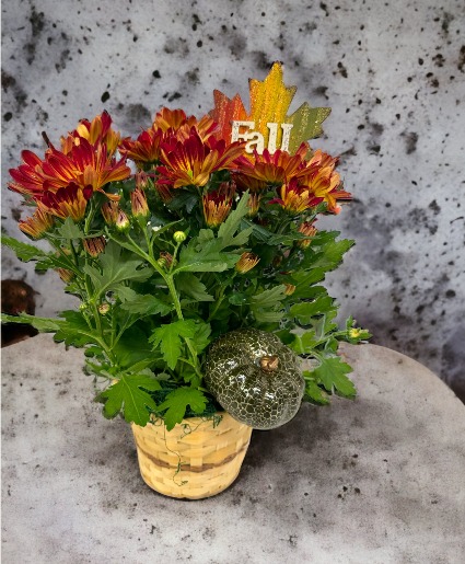 Falling for Fall Mum