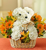 Falling For You a-DOG-able