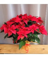 Fantastic Poinsettia Blooming Plant
