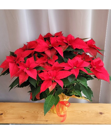 Fantastic Poinsettia Blooming Plant