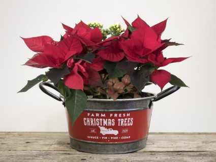 Farm Fesh Decorative Planter