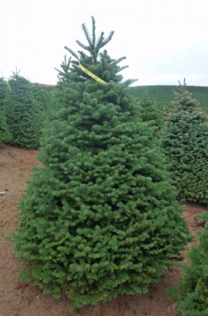 Noble Fir/Free delivery if place before 11/27 Between 6/7-7/8-8/9  feet tall