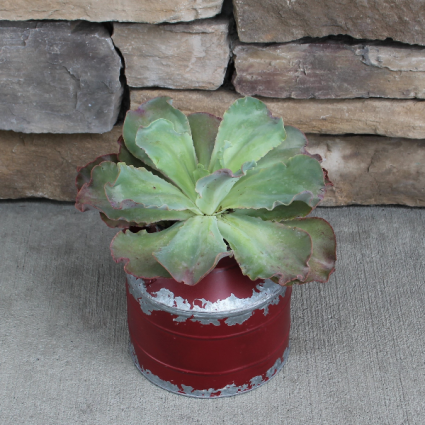 Farm House Echeverias Succulents