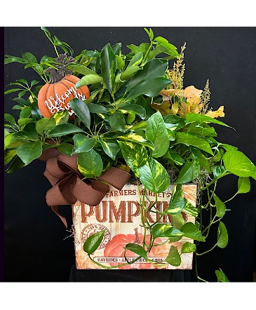 Large Farmers Market Pumpkin Crate with Plants Plants in Chesterfield, MO | ZENGEL FLOWERS AND GIFTS