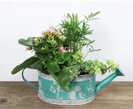Farmhouse watering can  Mix tropical and flowering plant 