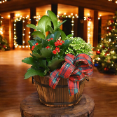 Farmstead Christmas Barrel Plant