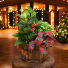 Farmstead Christmas Barrel Plant