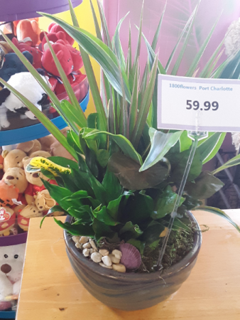Fathers Day Plant Plant