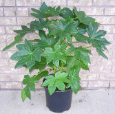 FATSIA JAPONICA Green Indoor Plant