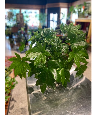 Fatty Fatsia Non-Toxic Plant in South Milwaukee, WI | PARKWAY FLORAL INC.