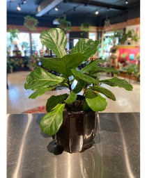 Fatty Fiddle Leaf Fig Designer Plant 