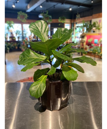 Fatty Fiddle Leaf Fig Designer Plant  in South Milwaukee, WI | PARKWAY FLORAL INC.