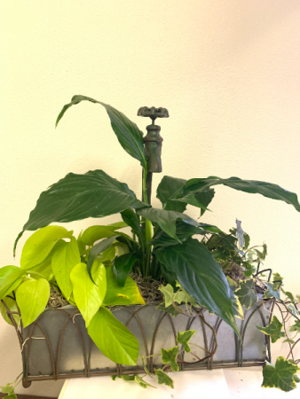 faucet planter Plant