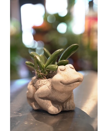Feeling Froggy Mini Succulent in South Milwaukee, WI | PARKWAY FLORAL INC.