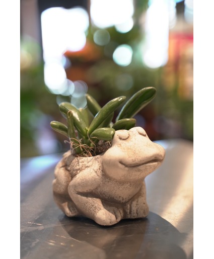 Feeling Froggy Mini Succulent