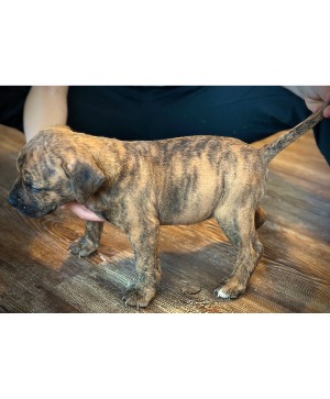 Female 3  ABKC Registered Standard American Bully