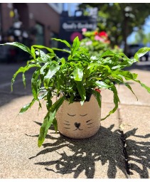 Ferdinand the Cat House Plant
