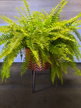 Fern and Plant Stand