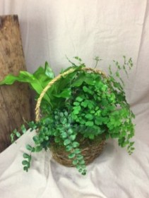 Fern Basket Plant Garden