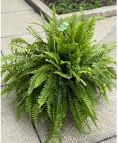Fern Hanging Basket