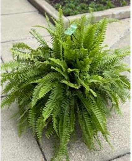 Fern Hanging Basket