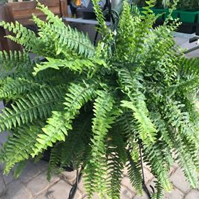 Fern Hanging Basket hanging basket