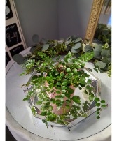 Fern in upgrade  