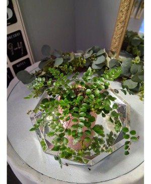 Fern in upgrade  