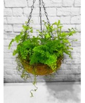 Fern Mix Hanging Planter Potted Plant