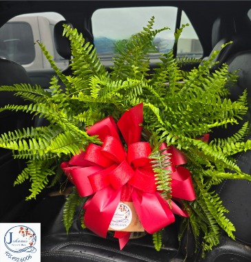 Fern Plant   in Broken Bow, OK | Johnna's Petals & More LLC