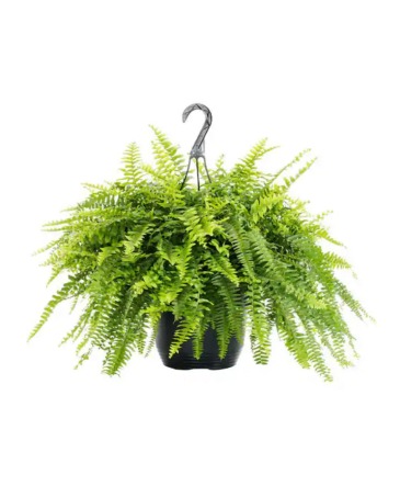 Fern Plant March Plant of the Month in Lancaster, MA | The Flower Shop at Dimeco's