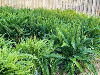 Ferns  Outdoor Plants 