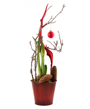 Festive Amaryllis Plant