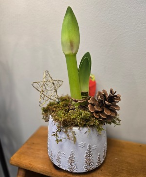 Festive Amaryllis Plant 