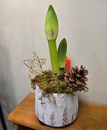 Festive Amaryllis Plant 
