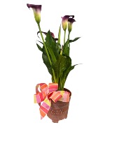 Festive Calla Lily plant Plant