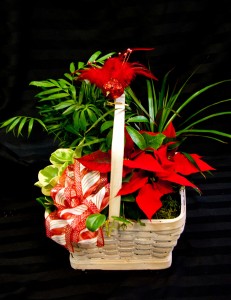 Festive Dish Garden Plants in Corner Brook, NL | The Orchid Festive Dish Garden Plants in Corner Brook, NL | The Orchid