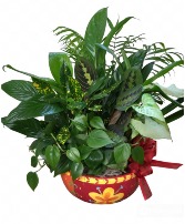 Festive Dishgarden FHF-D854 Assorted Plants  (Local Delivery Area only)