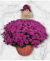 Festive Fall Mum FHF-FM62 Local Delivery Only