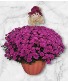 Festive Fall Mum FHF-FM62 Local Delivery Only