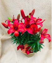 Festive Lilies Blooming Garden Plant