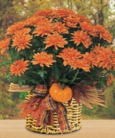 FESTIVE MUM PLANT 