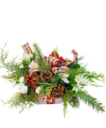 Festive Pines Centerpiece  in Aberdeen, SD | THE BOSTON FERN